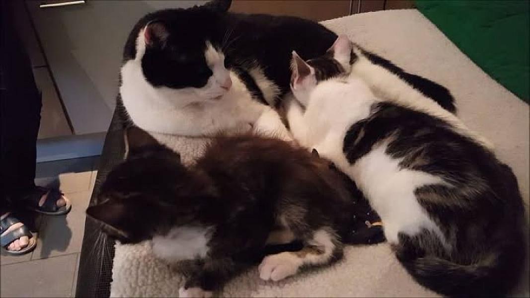 Kattenpraat