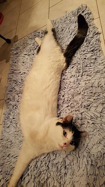 Kattenpraat