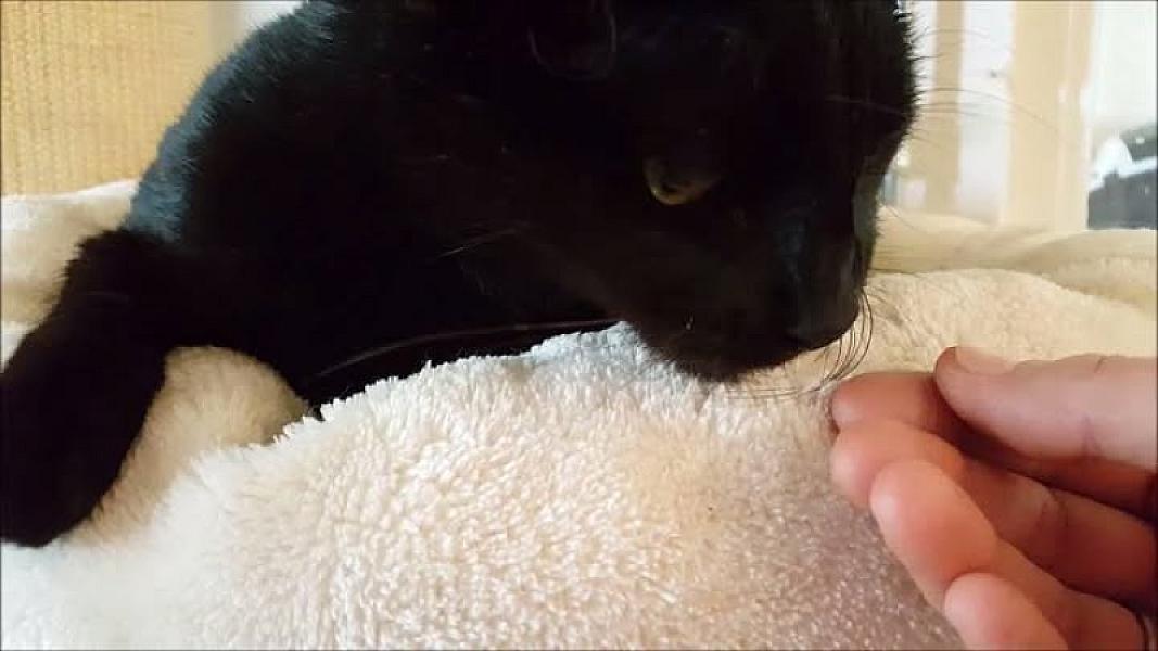 Kattenpraat