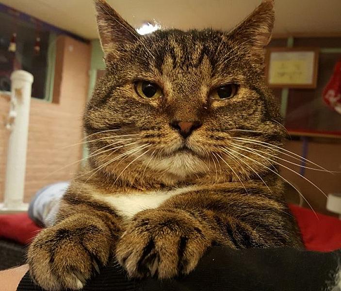 Kattenpraat