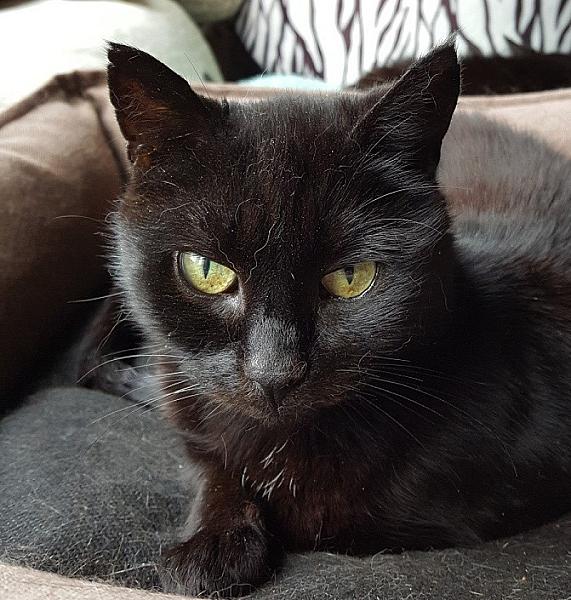 Kattenpraat
