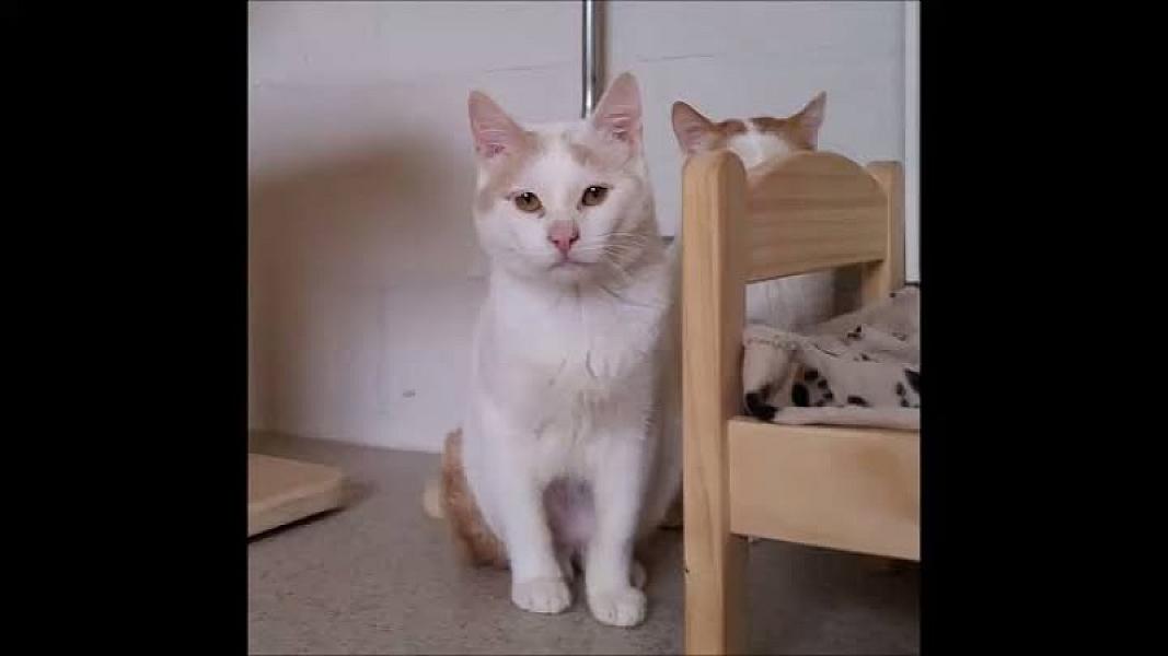Kattenpraat