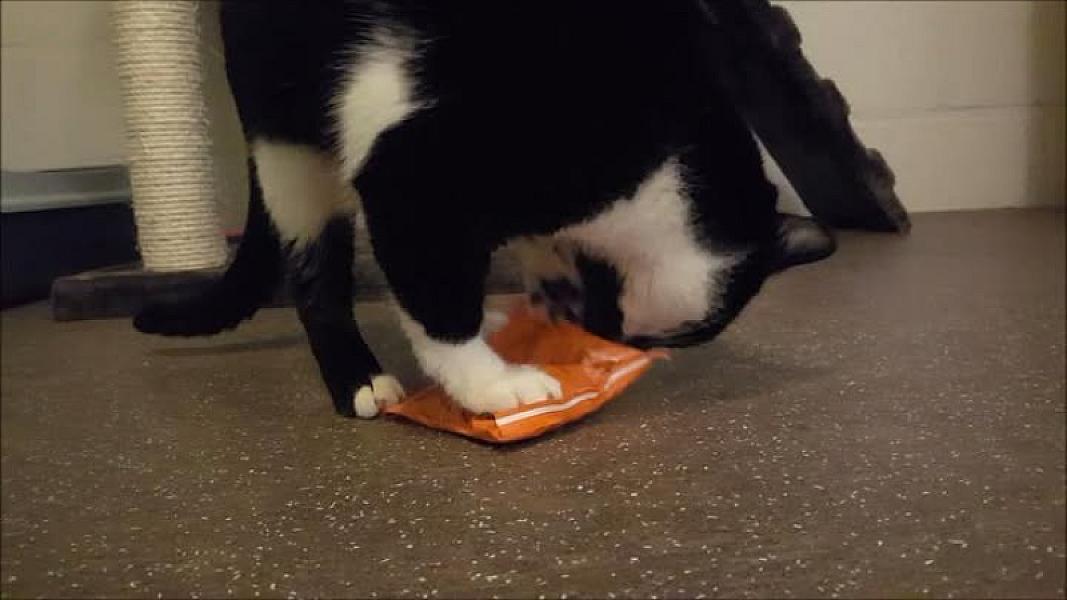 Kattenpraat