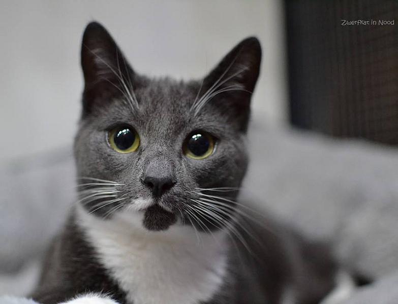 Kattenpraat