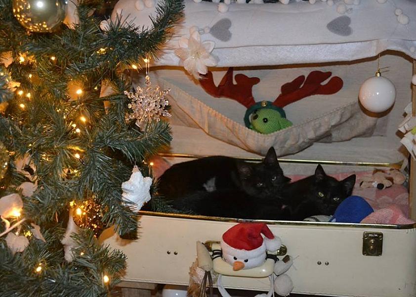 Kattenpraat