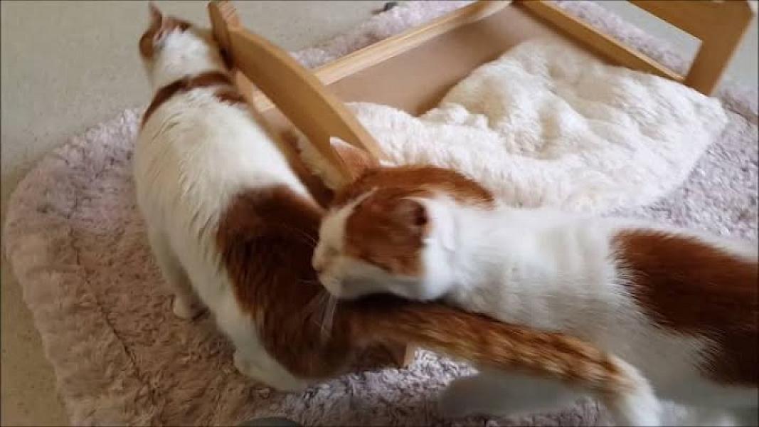 Kattenpraat