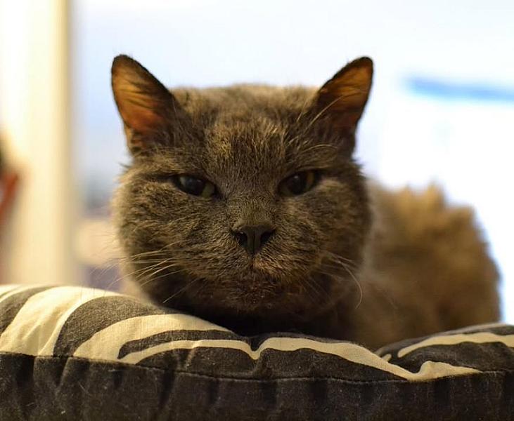 Kattenpraat