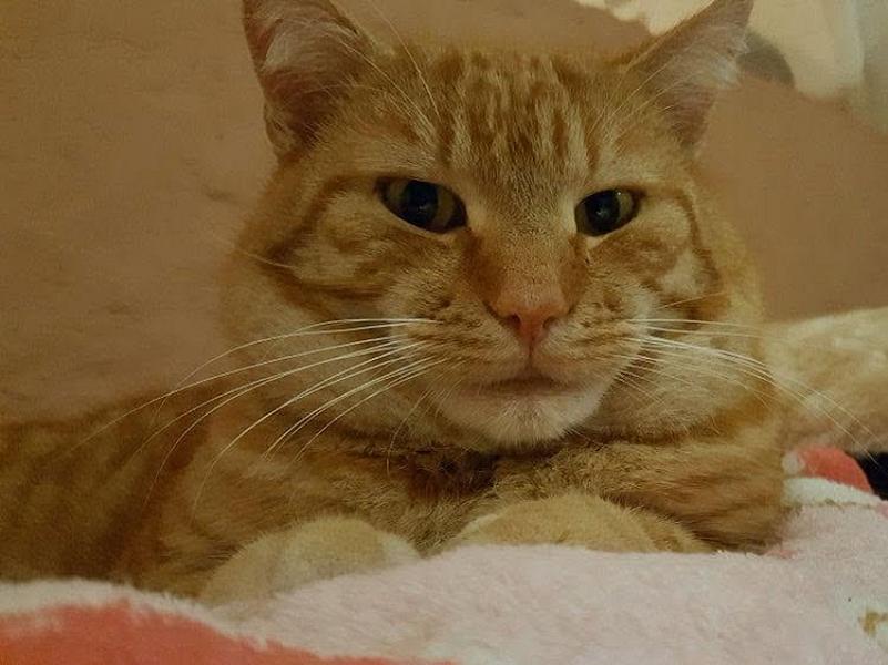 Kattenpraat