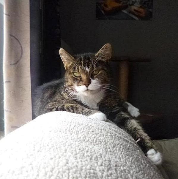 Kattenpraat