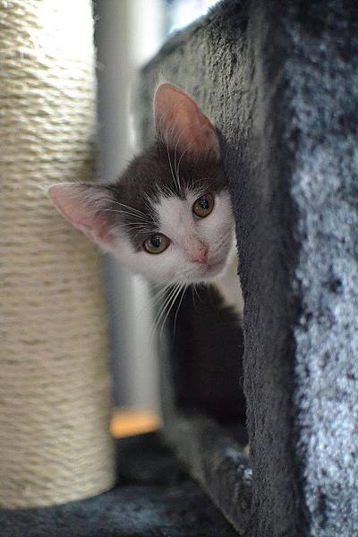 Kattenpraat