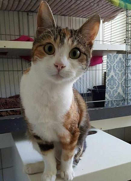 Kattenpraat