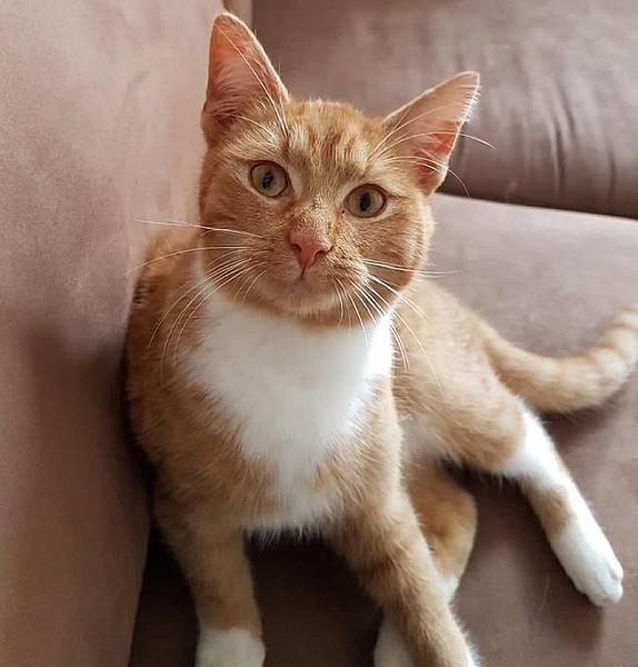 Kattenpraat