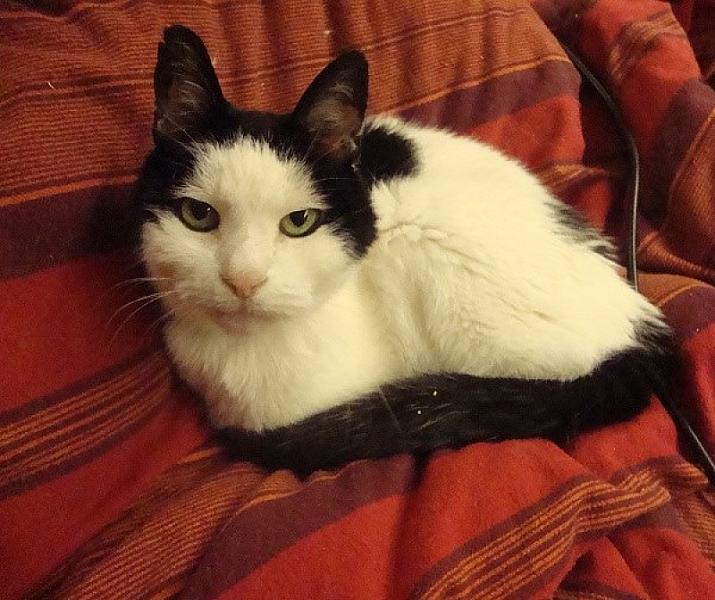 Kattenpraat