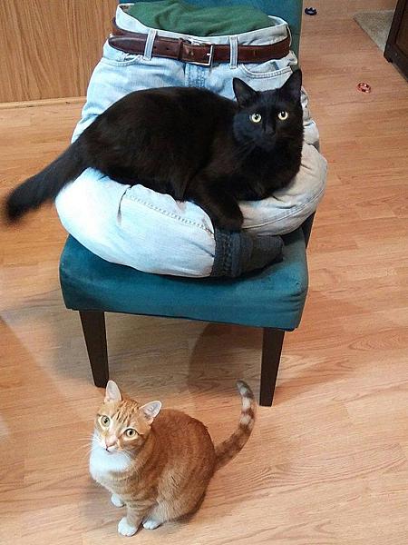 Kattenpraat