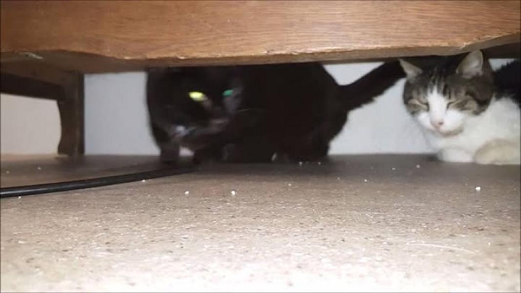 Kattenpraat