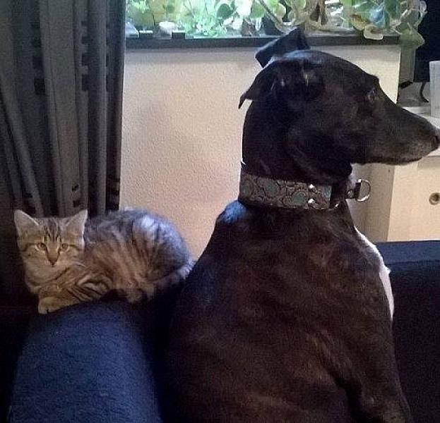 Kattenpraat