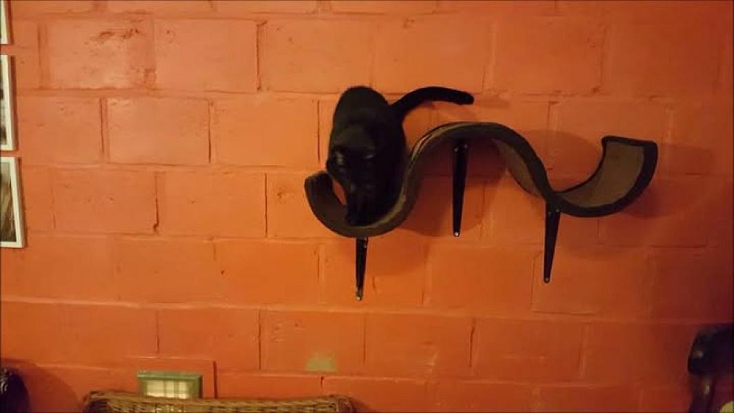 Kattenpraat