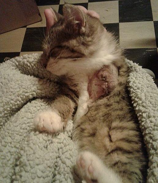 Kattenpraat