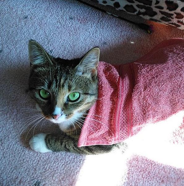 Kattenpraat