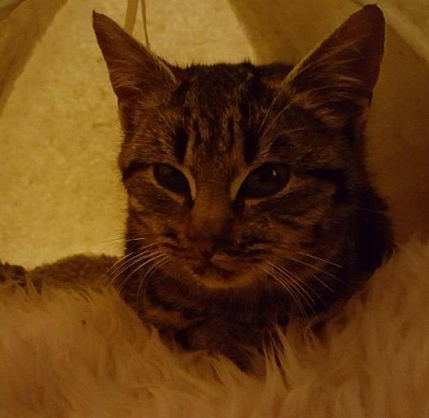 Kattenpraat