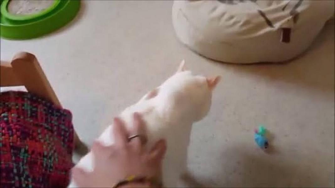 Kattenpraat