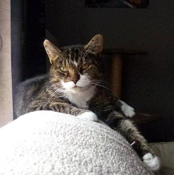 Kattenpraat