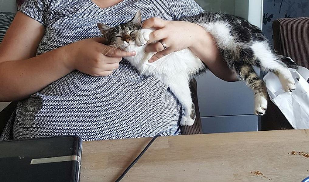 Kattenpraat