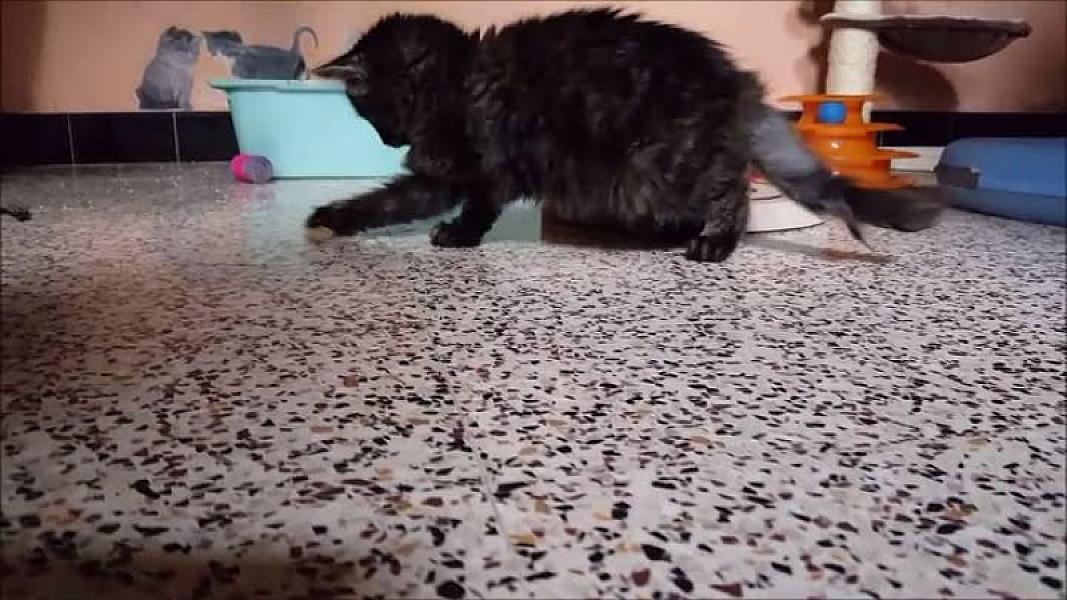 Kattenpraat