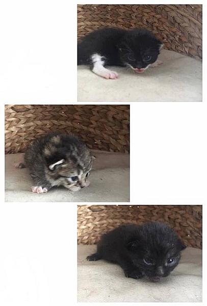 Kattenpraat