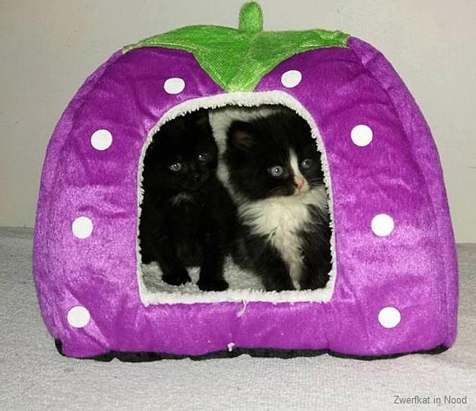 Kattenpraat