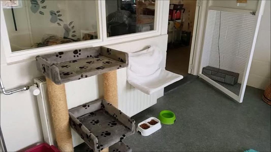 Kattenpraat