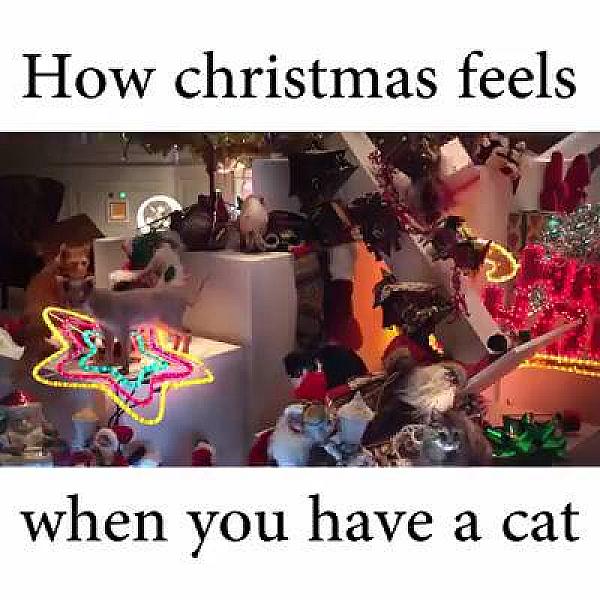 Kattenpraat