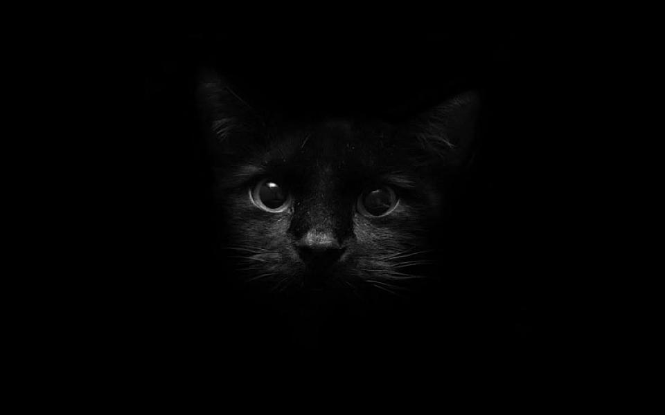 Kattenpraat