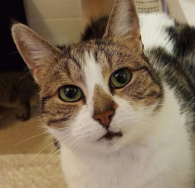Kattenpraat