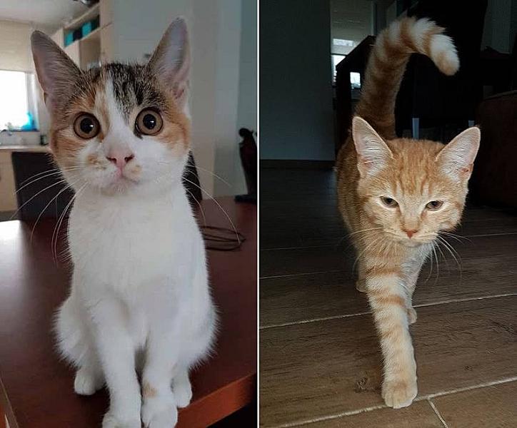 Kattenpraat