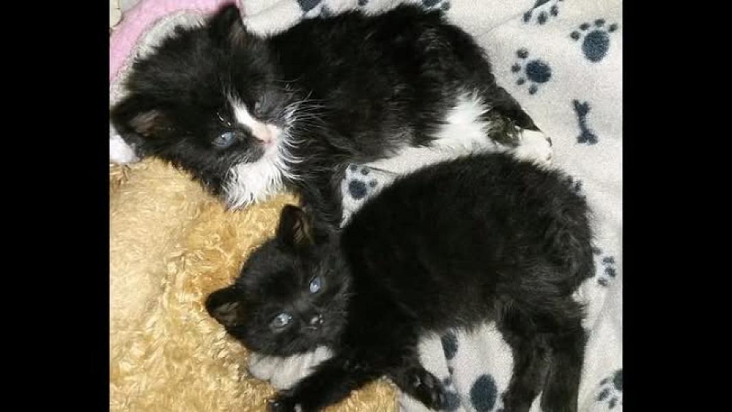 Kattenpraat