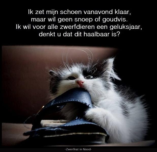 Kattenpraat