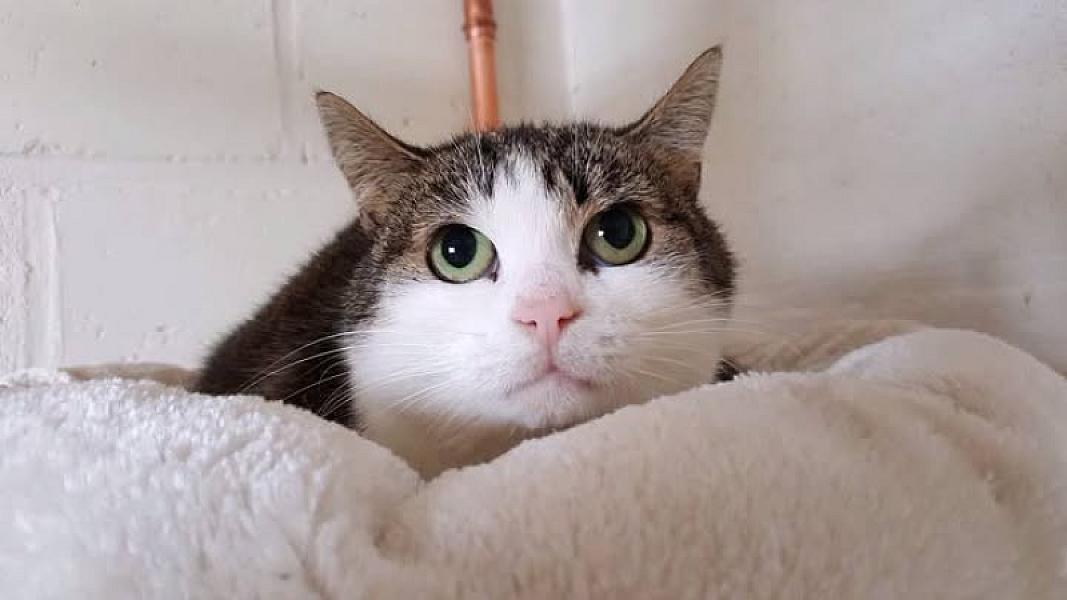Kattenpraat