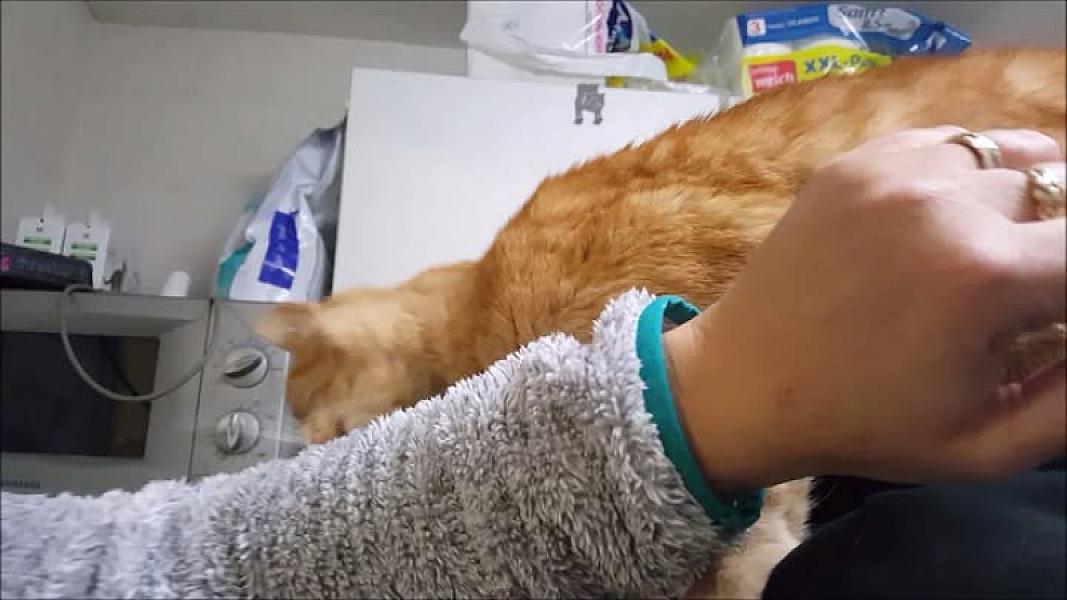 Kattenpraat