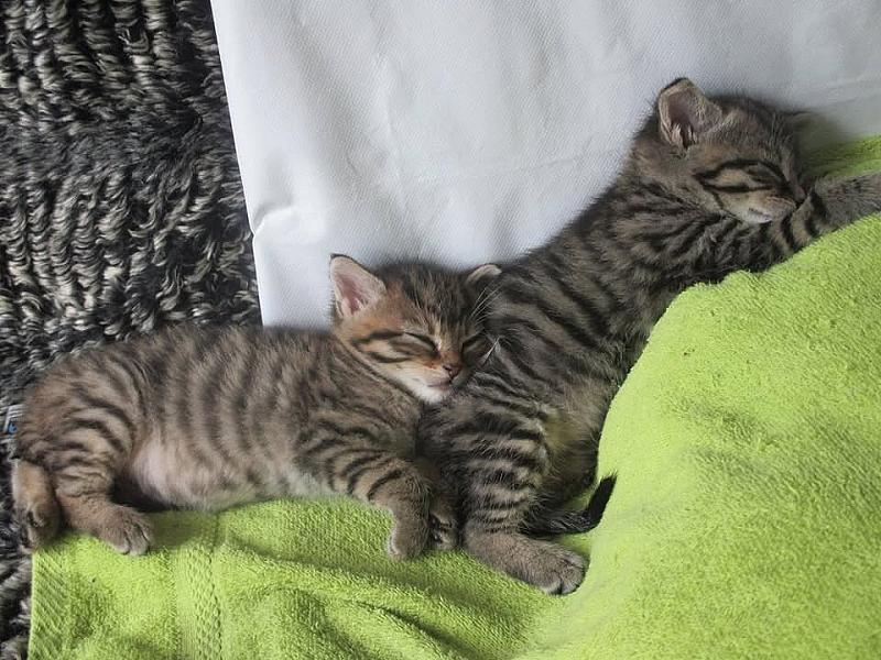 Kattenpraat
