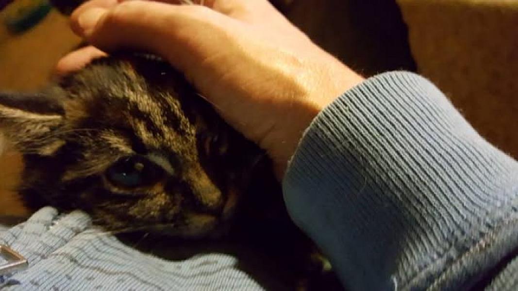 Kattenpraat
