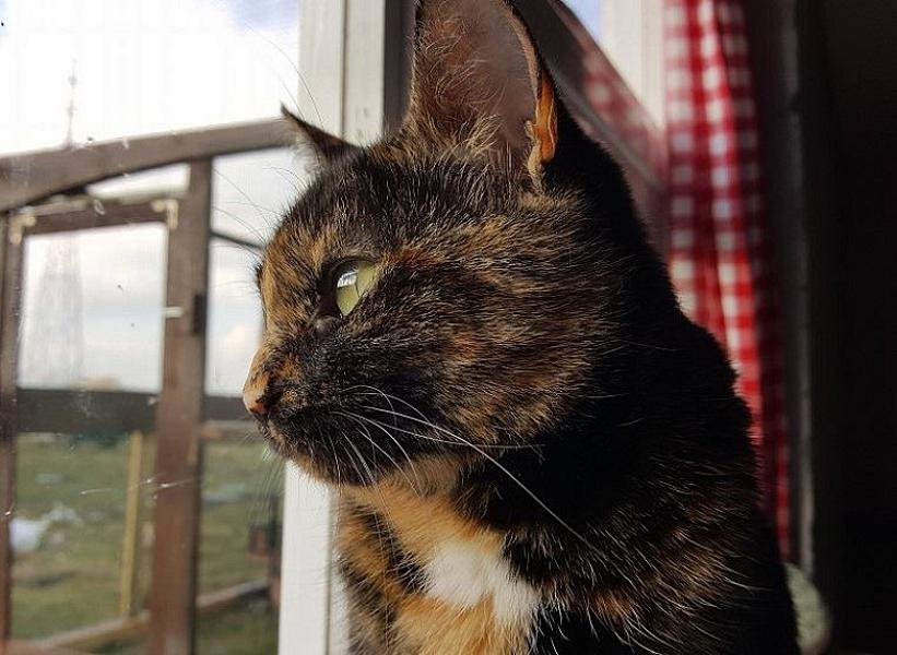 Kattenpraat