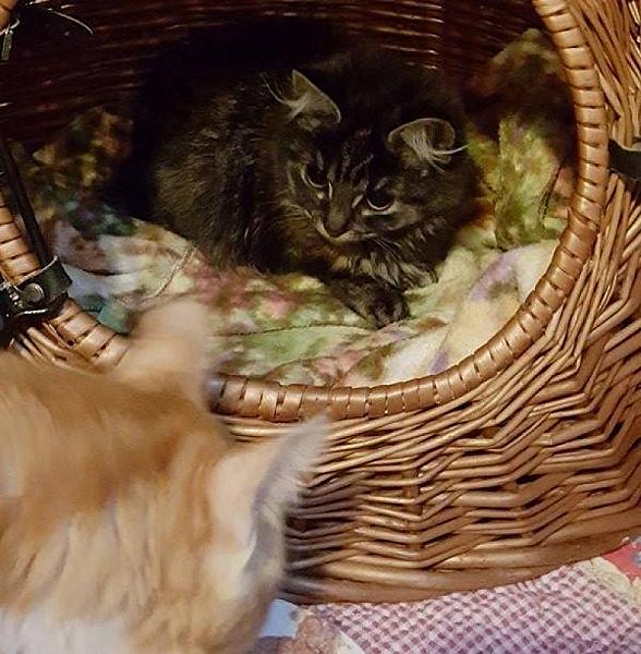 Kattenpraat