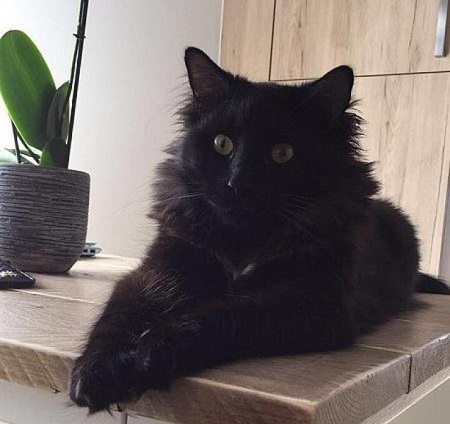 Kattenpraat
