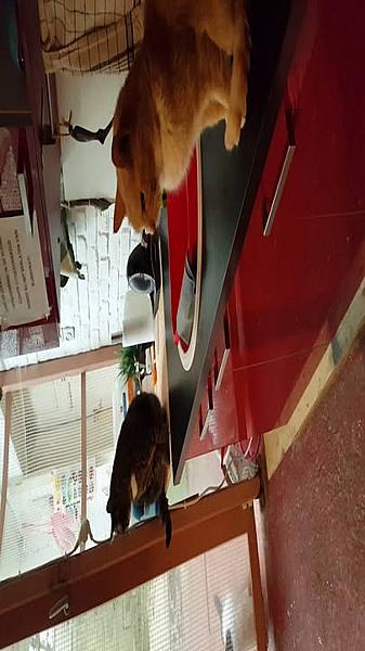 Kattenpraat