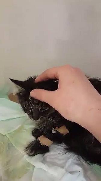 Kattenpraat