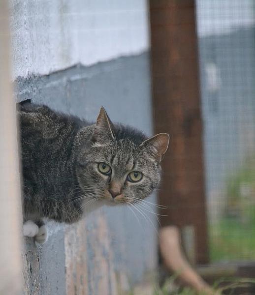 Kattenpraat