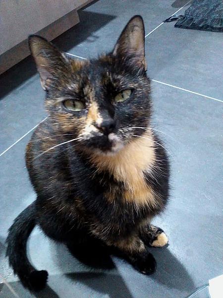 Kattenpraat