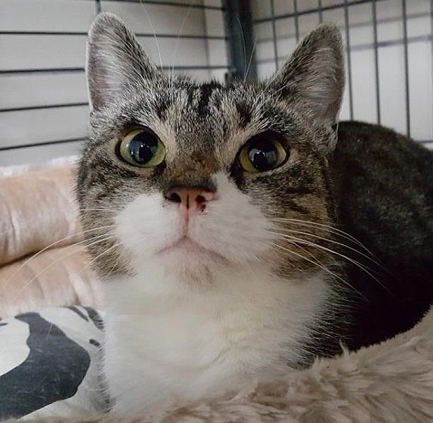 Kattenpraat
