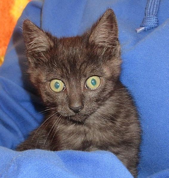 Kattenpraat